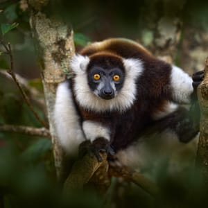 Lemur-Close-upFaceHeadDetailWithYellowEyeMonkey