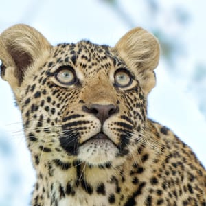 Portræt af en ung leopard op i et træ i Balule Private Game Reserve