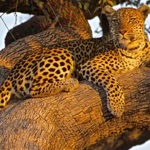 Leopard i aftensolen i Botswana