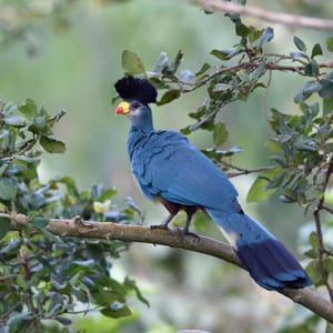 Great Blue Turaco i Uganda