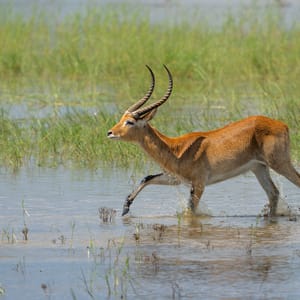 Lechwe antilope går igennem vandet i Okavango Deltaet Botswana