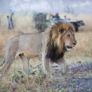 Han Sort manke løve med safaribil i baggrund