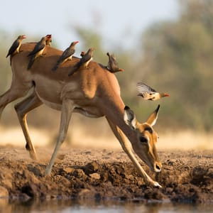 Hun Impala ved vandhullet i Makgadikgadi