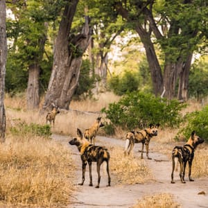 En gruppe af Vildhundene i Moremi Game Reserve