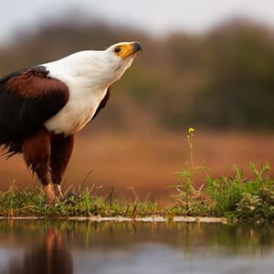 Portræt af en Flodeørn i Okavango Deltaet