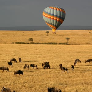 Gnuer der græsser med en Ballonsafari i baggrund