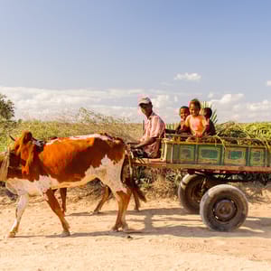 Zebu cart nær Antananarivo på Madagaskar
