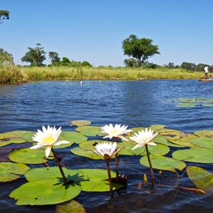 Makoro sejltur i Okavango Deltaet