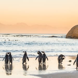 Pingviner i aftenlys i Cape Town