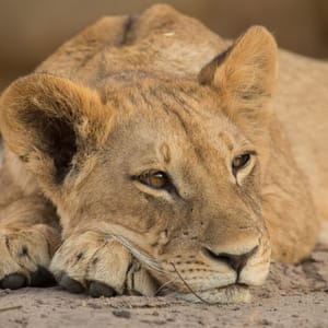 Portræt af en ung løve i Chobe Nationalparken Botswana