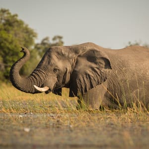Elefant i Okavango Delta Botswana
