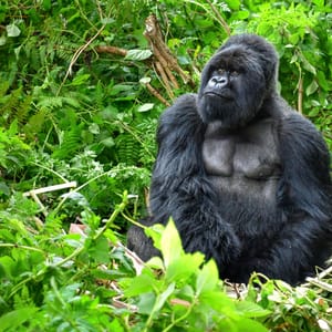 Han Bjerggorilla i Bwindi Impenetrable Nationalparken