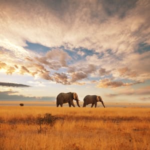 To elefanter på savanne i Masai Mara