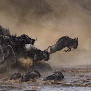 Gnu der springer ud i Mara flod i løbet af Gnuvandring