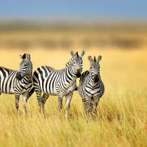 Zebra i lang græs i Masai Mara Kenya