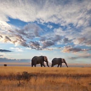 Elefanter på savanne i Masai Mara Kenya