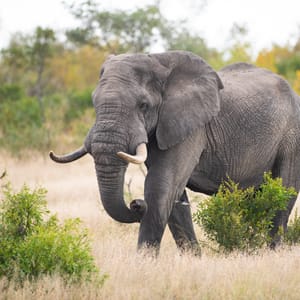 Stor han elefant i Balule Game Reservat