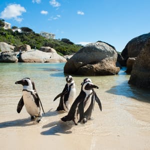 Pingviner i Boulders Beach Simonstown