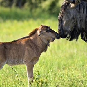 Gnu mor og baby i Serengeti Nationalparken
