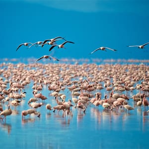Flamingoer i Lake Manyara