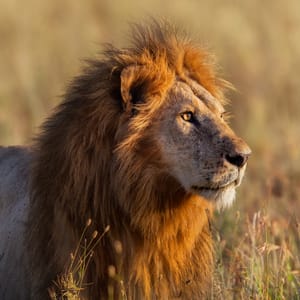 CloseUpFromALionLookingForFoodInSerengeti