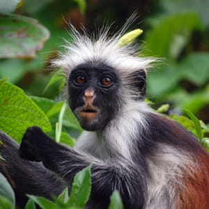 Røde Colubus abe på Changuu øen Zanzibar i Tanzania