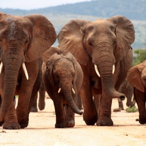 Elefant flok på vejen i Timbavati