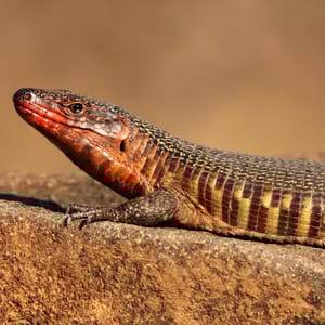 Fireben i Greater Kruger Park