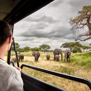 Gæsten i safaribilen med elefanter og baobab træ i billede i Tarangire Nationalparken