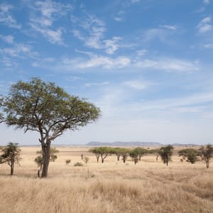 SerengetiNationalParkLandscapeTanzaniaAfricaAfricanPanorama