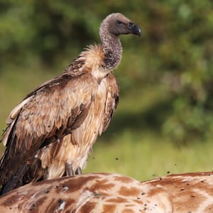 Grib på en død Giraf i Greater Kruger