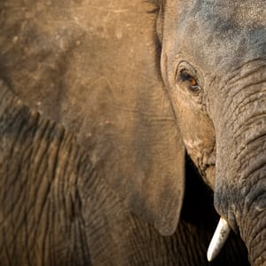 Portræt af elefant med fokus på øjet