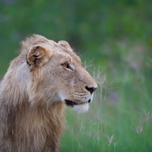 Portræt af en han Løve i Balule Private Game Reserve