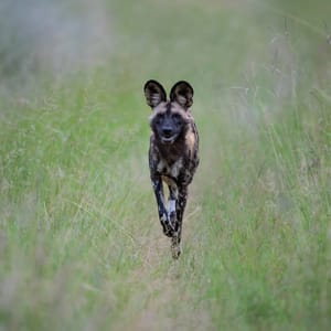 Vildhund i Balule Private Game Reserve