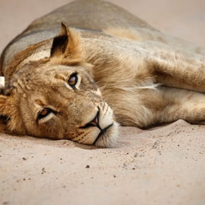 Portræt af en ung han løve i Balule Private Game Reserve