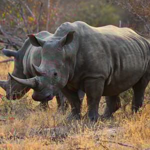 To Hvide Næsehorn på safari i Greater Kruger