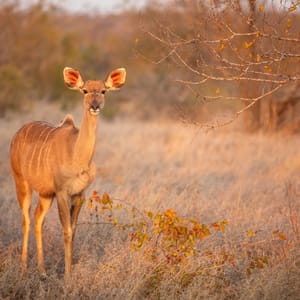 Hun Kudu om vinteren på safari i Timbavati
