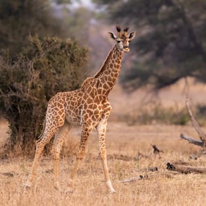 Ung Giraf i Kruger Nationalparken