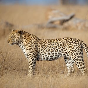 Stor han leopard i solskin på safari i Greater Kruger