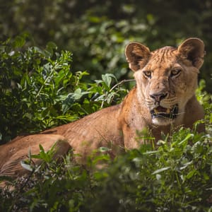 Træklatre løve i Lake Manyara Nationalparken