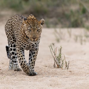 Han Leopard i tør flodleje i Balule Private Game Reserve