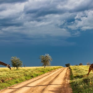 GiraffePairCrossingTheSavannaAgainstTheBackdropOfHeavy
