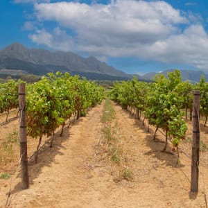 Vingård i Stellenbosch område med bjerge i baggrund