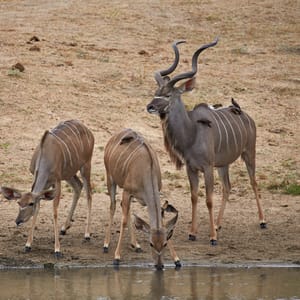 Tre kuduer ved vandhullet i Greater Kruger