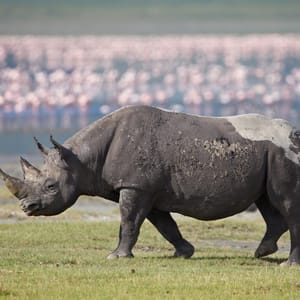 Sort Næsehorn i Ngorongoro Krater