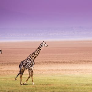 Giraf i Lake Manyara Nationalparken i Tanzania