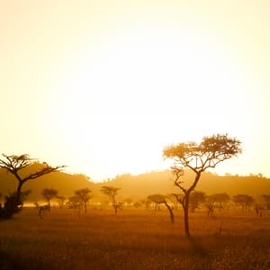 SunRiseOnTheAfricaSavannah