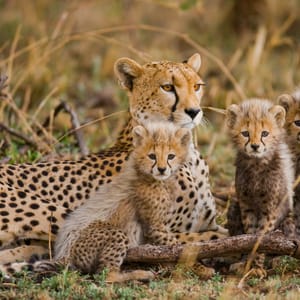 TheFemaleCheetahWithCabsSerengetiNationalPark