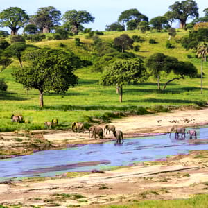 ElephantsCrossingTheRiverInSerengetiNationalParkTanzaniaAfrica
