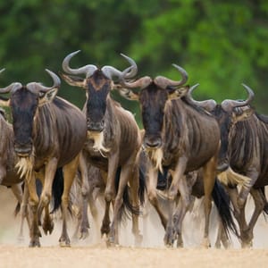 Gnuer der løber over savannen i Serengeti i Tanzania